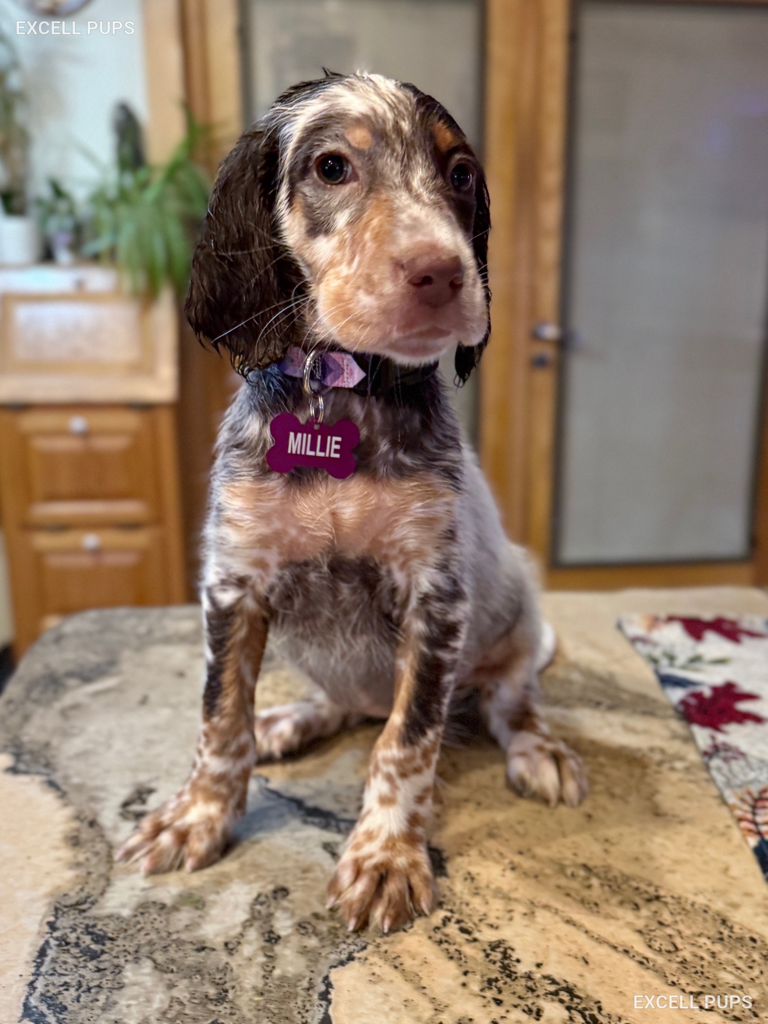 Millie  - English Setter puppy
